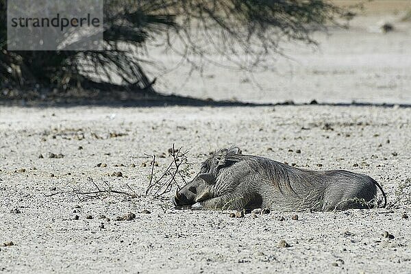 Gewöhnliches Warzenschwein (Phacochoerus africanus)  ruhendes erwachsenes Tier auf dem trockenen Boden liegend  Mahango Core Area  Bwabwata National Park  Kavango East  Caprivi Strip  Namibia  Afrika