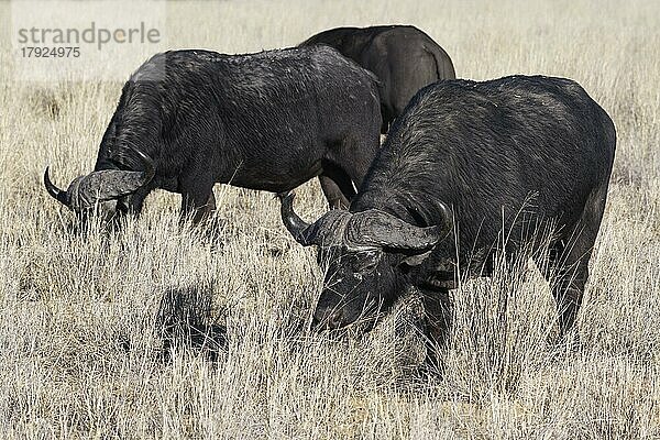 Kapbüffel (Syncerus caffer)  Gruppe erwachsener Männchen im hohen trockenen Gras  Gras fressend  Savanne  Mahango Core Area  Bwabwata National Park  Kavango Ost  Caprivi-Streifen  Namibia  Afrika