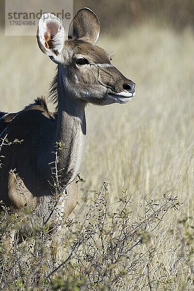 Großer Kudu (Tragelaphus strepsiceros)  erwachsenes Weibchen hinter den Büschen stehend  Blickkontakt  Tierportrait  Savanne  Mahango Core Area  Bwabwata National Park  Kavango Ost  Caprivi-Streifen  Namibia  Afrika