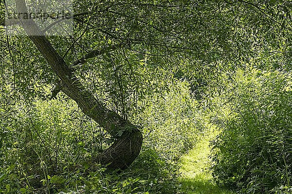 Baum und Büsche  Natur bei Garstedt  Niedersachsen  Deutschland  Europa