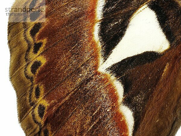 Kaiserfalter (Saturniidae) mit dekorativem Flügelmuster Foto. Witzige Stockfotos