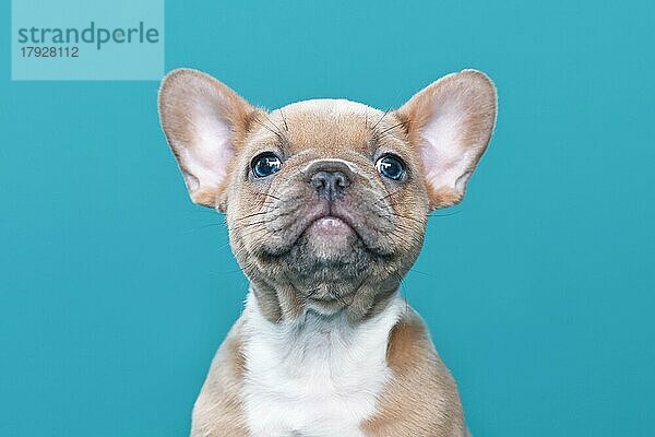 Porträt von lila rot fawn Französisch Bulldogge Hundewelpe auf blauem Hintergrund