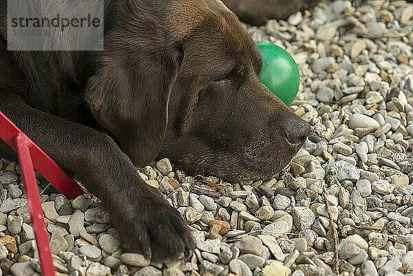 Schlafender Labrador  Close up  Bayern  Deutschland  Europa