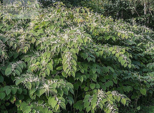 Blühender Japanischer Staudenknöterich (Fallopia Japonica)  eine invasive Pflanze in Abbekås  Gemeinde Skurup  Schonen  Schweden  Skandinavien  Europa