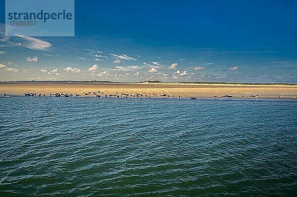 Eine Sandbank mit vielen Robben  die sich in der Sonne aufwärmen  auf einer Sandbank vor Norderney  Norddeich  Niedersachsen  Deutschland  Europa