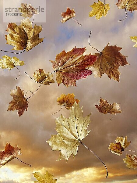 Fallende Herbstblätter gegen einen Sonnenuntergang bewölkten Himmel. Bunte Blätter und natürliche Farben