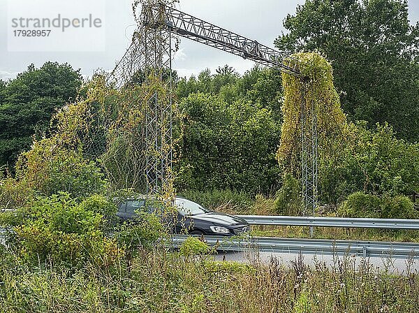 Brücke für eine gefährdete Haselmäuse (Muscardinus avellanarius) über eine Landstraße in Kivik  Schonen  Schweden  Skandinavien  Europa