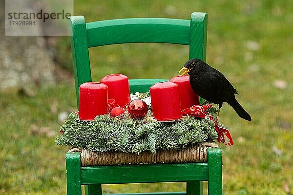 Amsel Männchen mit geöffneten Schnabel auf Stuhl mit Adventskranz mit roten Kerzen sitzend links sehend