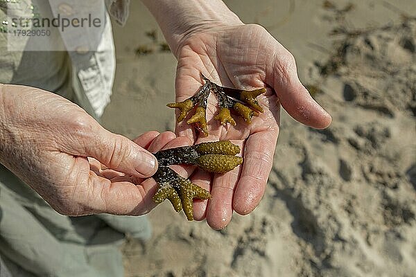 Frau zeigt Seetang  Südstrand  Göhren  Insel Rügen  Mecklenburg-Vorpommern  Deutschland  Europa