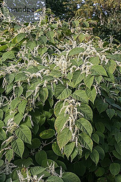 Blühender Japanischer Staudenknöterich (Fallopia Japonica)  eine invasive Pflanze in Abbekås  Gemeinde Skurup  Schonen  Schweden  Skandinavien  Europa