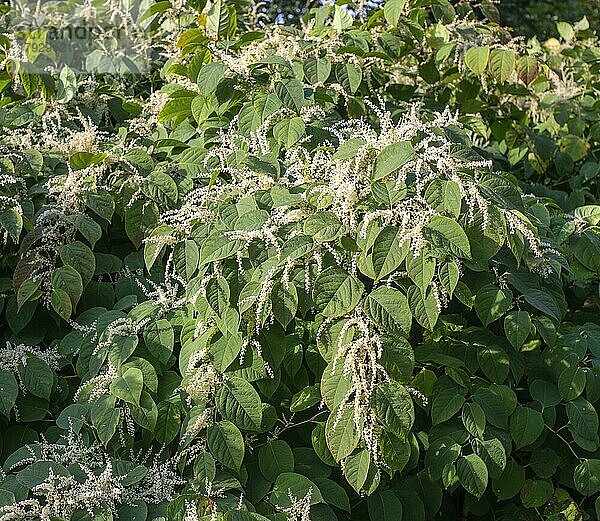 Blühender Japanischer Staudenknöterich (Fallopia Japonica)  eine invasive Pflanze in Abbekås  Gemeinde Skurup  Schonen  Schweden  Skandinavien  Europa