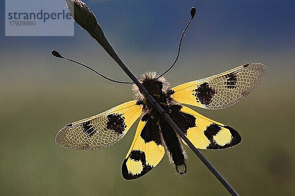 Östlicher Schmetterlingshaft (Libelloides macaronius)  Makro  ruhend auf Grashalm mit ausgebreiteten gelben Flügeln  im Gegenlicht  Insel Krk  Kroatien  Europa