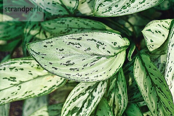 Draufsicht auf ein Blatt der exotischen Zimmerpflanze 'Aglaonema Commutatum Silver Queen' mit schönen silbernen Markierungen