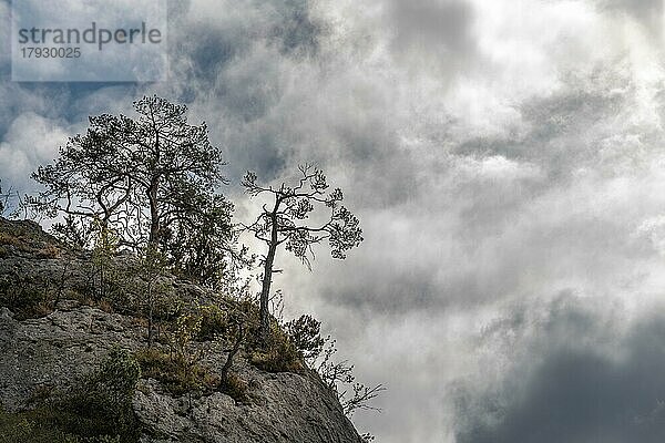 Silhouetten von Bäumen über einer Klippe in den Tarn-Schluchten. Cevennen  Frankreich  Europa