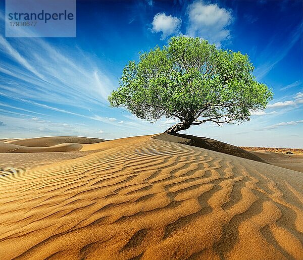 Leben Ökologie Einsamkeit Konzept  einsamen grünen Baum in Wüste Dünen