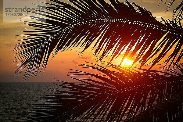 Strandurlaub romantischen Urlaub Hintergrund  Ozean Sonnenuntergang sichtbar durch Palmblätter. Varkala  Kerala  Indien  Asien