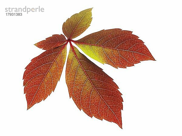 Gefallenes Herbstlaub - Virginia Creeper  Leuchtend bunte Blätter