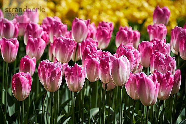 Blühende Tulpen im Blumengarten Keukenhof  auch bekannt als Garten Europas  einem der größten Blumengärten der Welt und beliebten Touristenattraktion. Lisse  die Niederlande