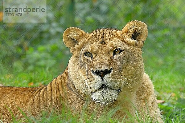 AfrikanischerLöwe (Panthera Leo)  Löwin  Tierportrait  Frontalansicht  captive  Zoo Salzburg  Österreich  Europa