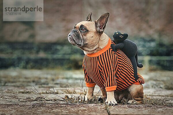 Lustiges Hundekostüm für Halloween  das eine französische Bulldogge mit einer gruseligen schwarzen Katze auf ihrem Rücken zeigt