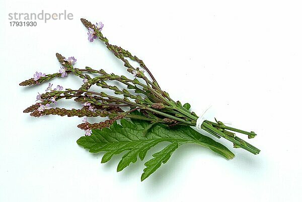 Echtes Eisenkraut (Verbena officinalis)  auch Taubenkraut  Katzenblutkraut  Sagenkraut oder Wunschkraut genannt  traditionelle Heilpflanze