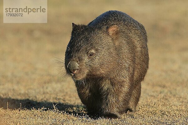 Nacktnasenwombat (Vombatus ursinus)  im Abendlicht  läuft frontal auf Fotograf zu  Tasmanien  Australien  Ozeanien