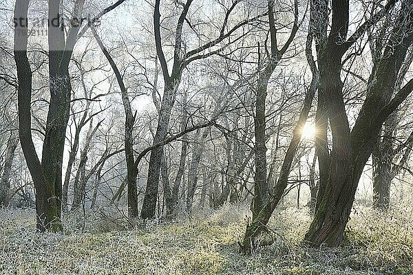 Die Morgensonne scheint durch den winterlichen reifbedeckten Auwald  Isental  Bayern  Deutschland  Europa
