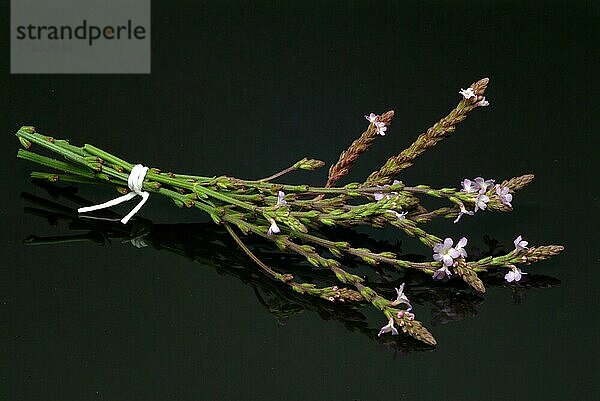 Echtes Eisenkraut (Verbena officinalis)  auch Taubenkraut  Katzenblutkraut  Sagenkraut oder Wunschkraut genannt  traditionelle Heilpflanze