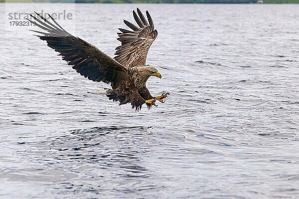 Seeadler (Haliaeetus albicilla) beim Fischfang  Norwegen  Europa