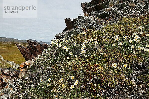 Silberwurz (Dryas octopetala) blüht in der Tundra an einem Felsen  Lappland  Nordnorwegen  Norwegen  Skandinavien  Europa