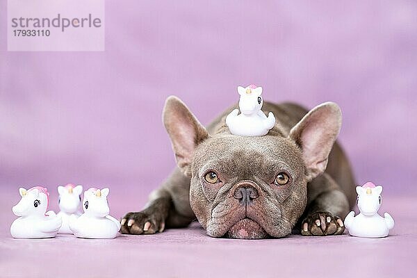 Französische Bulldogge Hund mit niedlichen Einhorn Gummiente Spielzeug auf dem Kopf vor lila Hintergrund