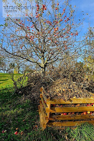 Apfelbaum im Herbst mit Komposthaufen auf einer Streuobstwiese in den Weinbergen von Metzingen  Baden-Württemberg  Deutschland  Europa