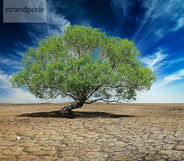 Leben Ökologie Einsamkeit Konzept  einsamen grünen Baum auf rissige Erde