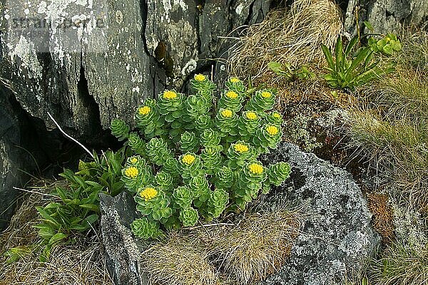 Scharfer Mauerpfeffer (Sedum acre) blüht zwischen Felsen in der Tundra  Lappland  Nordnorwegen  Norwegen  Skandinavien  Europa