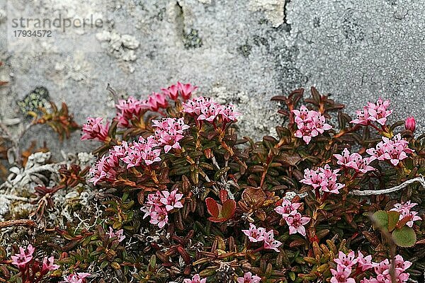 Gemsheide (Loiseleuria procumbens) blühende Pflanzen in der Tundra  Lappland  Nordnorwegen  Norwegen  Skandinavien  Europa