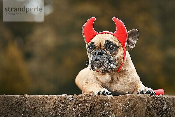 Französische Bulldogge Hund trägt Halloween-Kostüm mit roten Teufel Hörner und Schwanz mit Kopie Raum