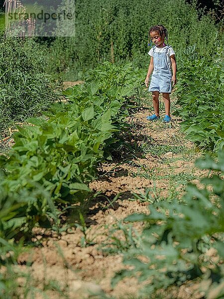 Afrikanisches kleines Mädchen im Gemüsegarten  das sich um die Pflanzen kümmert  mit Zöpfen und Jeans-Salopette im Sommer