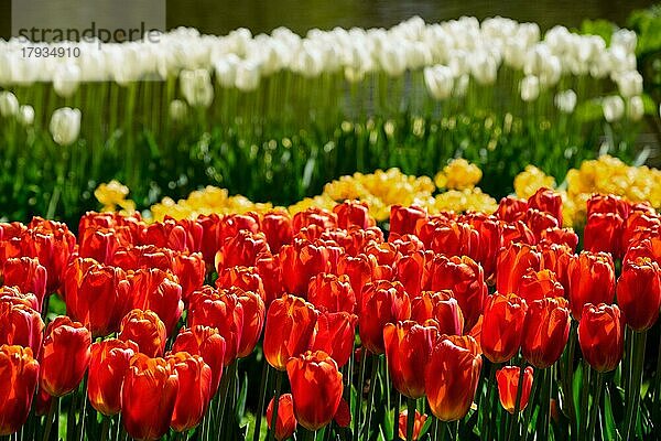 Blühende rote Tulpen im Blumengarten Keukenhof  auch bekannt als Garten Europas  einem der größten Blumengärten der Welt und beliebten Touristenattraktion. Lisse  die Niederlande