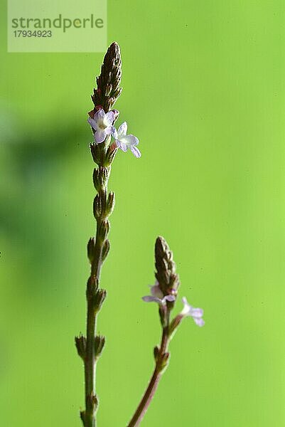 Echtes Eisenkraut (Verbena officinalis)  auch Taubenkraut  Katzenblutkraut  Sagenkraut oder Wunschkraut genannt  ist eine Pflanzenart  die zur Gattung der Verbenen gehört. Es ist eine traditionelle Heilpflanze