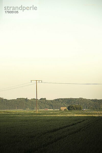 Strommast im Morgenlicht auf grünem Feld mit Wald und klarem Himmel  Kirchdorf a. d. Iller  Deutschland  Europa