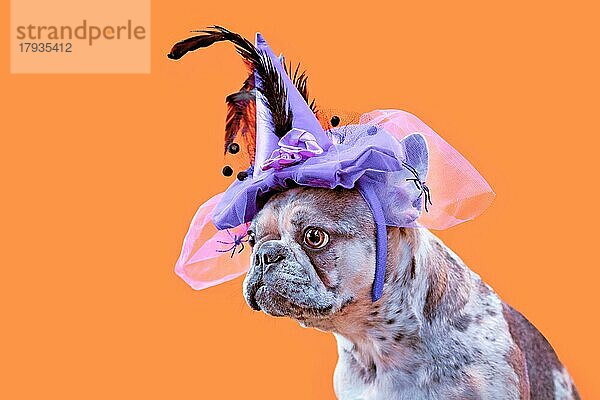 Französische Bulldogge Hund mit Halloween-Kostüm Hexenhut auf orange Hintergrund