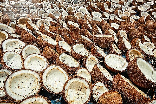 Trocknen von Kokosnüssen auf der Straße  Kerala  Südindien