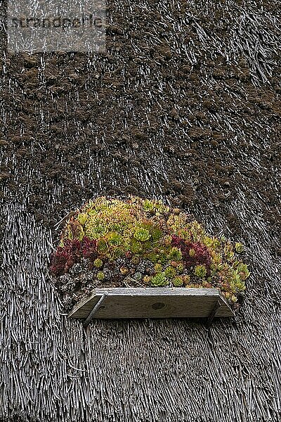 Hauswurz (Sempervivum) auf einem Reetdach  Klein Zicker  Mönchgut  Insel Rügen  Mecklenburg-Vorpommern  Deutschland  Europa