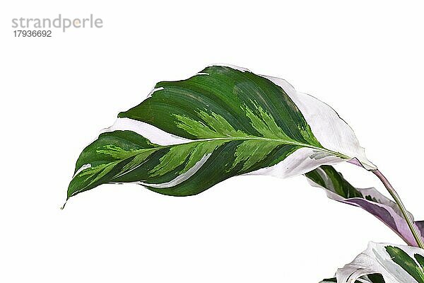 Blatt der exotischen 'Calathea White Fusion' Prayer Plant Zimmerpflanze vor weißem Hintergrund