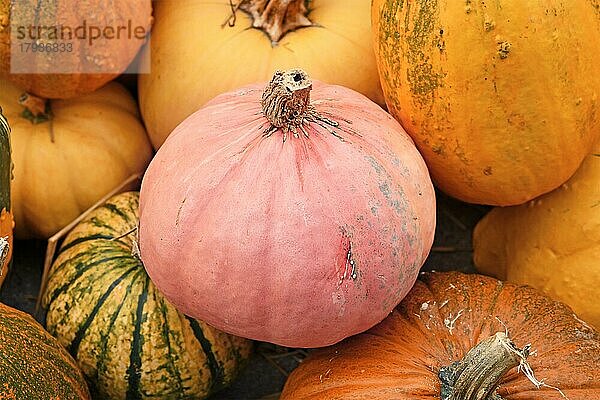 Kürbis mit ungewöhnlicher pastellrosa Farbe