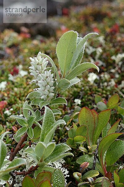 Zwergweide (Salix arbuscula) blühender Ast zwischen anderen Tundrapflanzen  Hardanger Vidda  Norwegen  Skandinavien  Europa
