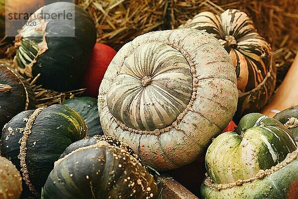 Weiß gesprenkelter farbiger Turban-Kürbis auf Stapel