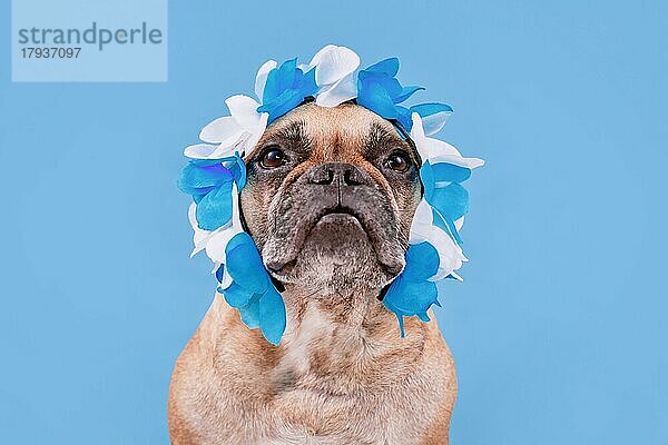 Französische Bulldogge trägt Oktoberfest-Stirnband mit traditionellen blauen und weißen Farben