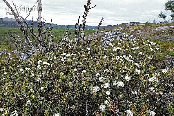 Weiße Fetthenne (Sedum album)  weißer Mauerpfeffer Blüten in der Tundra  Lappland  Nordnorwegen  Norwegen  Skandinavien  Europa