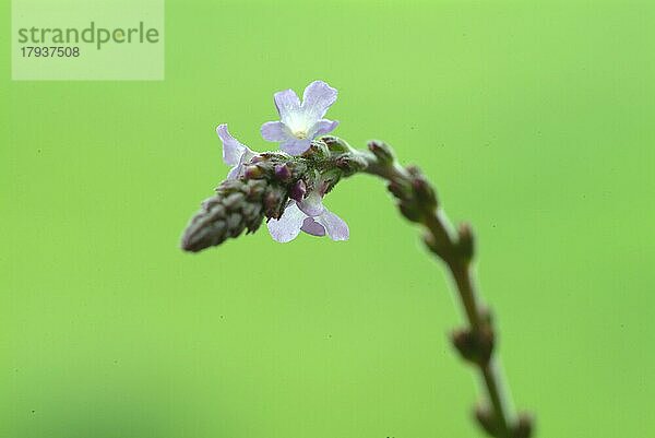 Echtes Eisenkraut (Verbena officinalis)  auch Taubenkraut  Katzenblutkraut  Sagenkraut oder Wunschkraut genannt  ist eine Pflanzenart  die zur Gattung der Verbenen gehört. Es ist eine traditionelle Heilpflanze